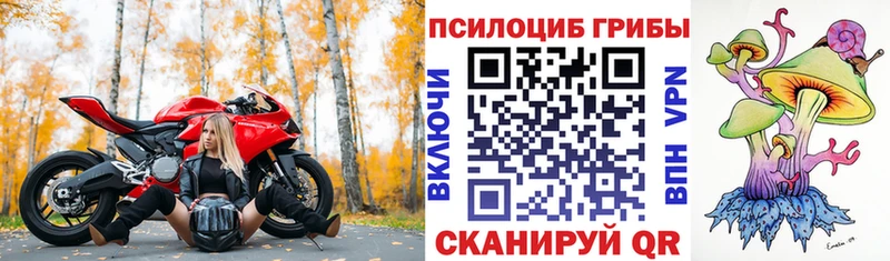 Псилоцибиновые грибы Psilocybe  где можно купить   сайты даркнета телеграм  Новотитаровская 